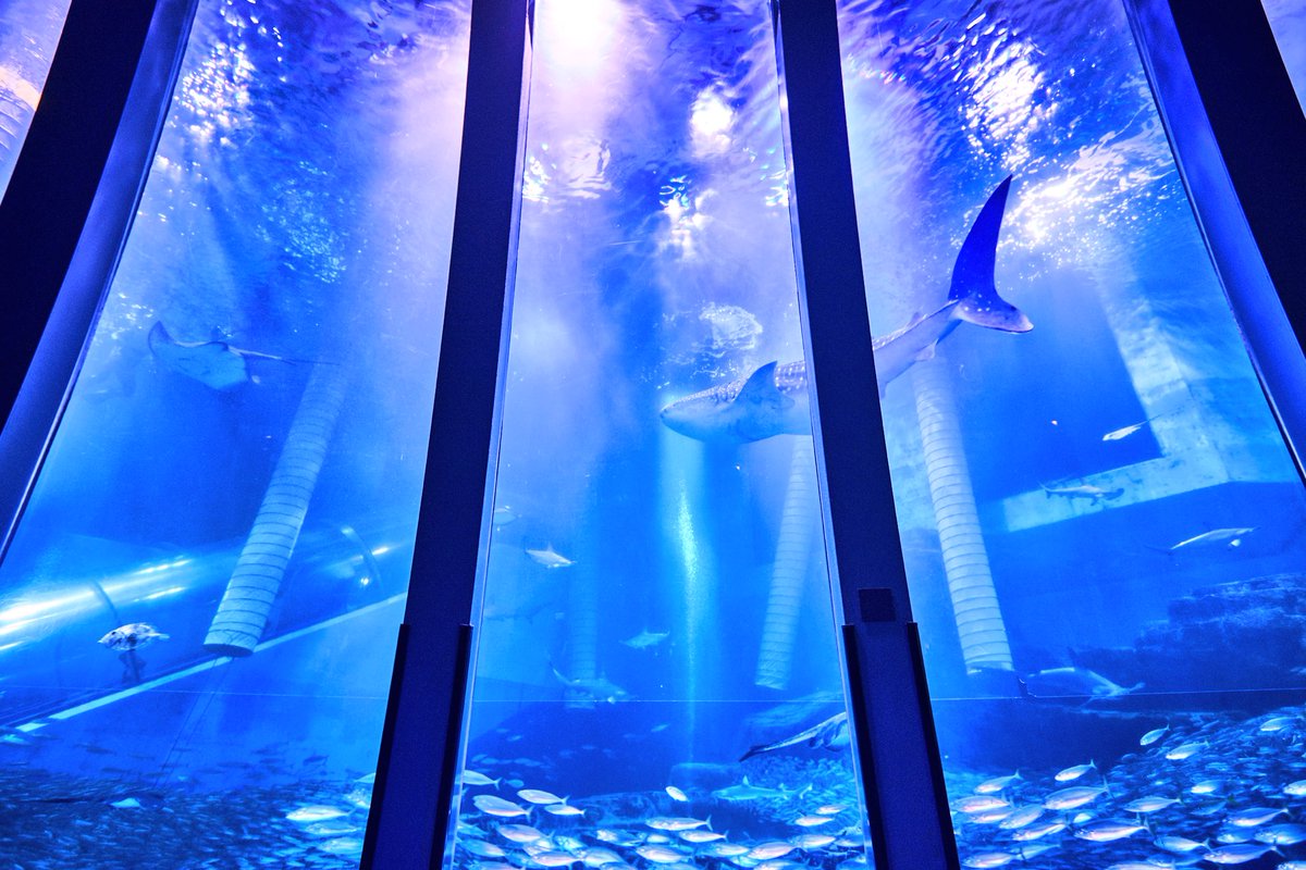 シーパラでは世界最大の魚「ジンベエザメ」を飼育展示中🌟 数万尾の