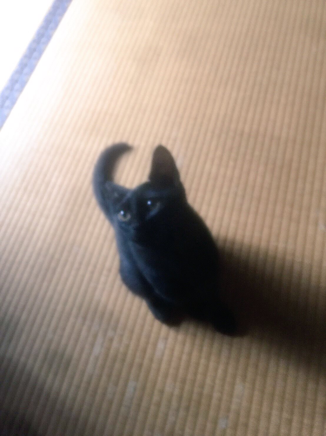 黒猫おもち Chduru0314 甘えん坊 かわいいので嬉しいですよね ずっとこのまま甘えん坊でいてほしいものですね Twitter
