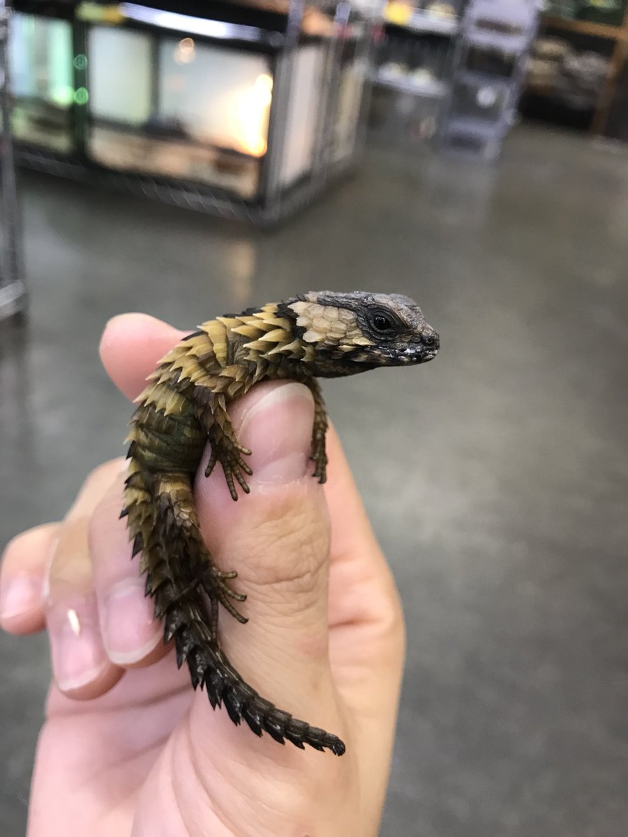 かっかわいすぎる…………！！！ 小さな恐竜🐲アルマジロトカゲのベビーが