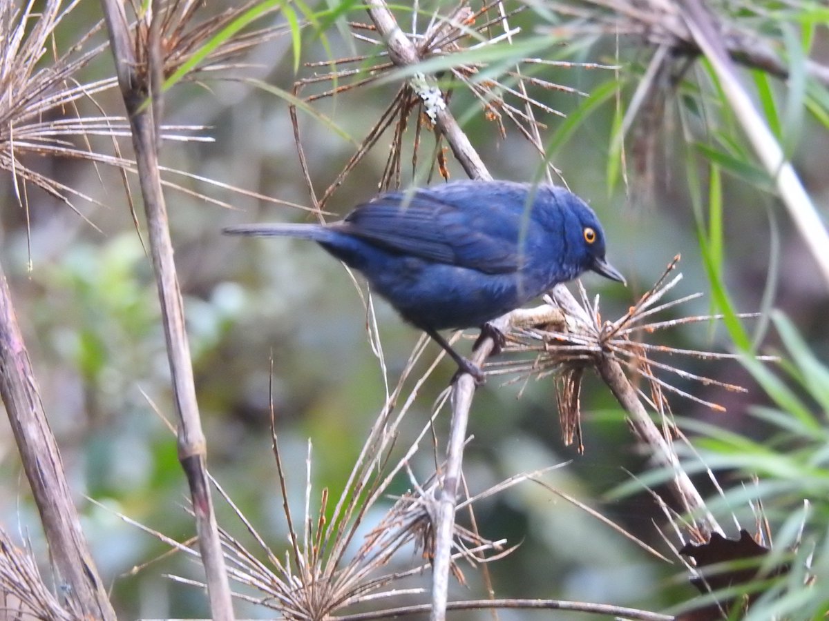 Our team member @AndyRainforest visited the <a href="/ABCbirds/">American Bird Conservancy</a> this week to share our latest expedition results. This included new records of the Masked Flowerpiercer and the Deep-Blue Flowerpiercer for the Sira area! #birds #peru #cerrosdelsira