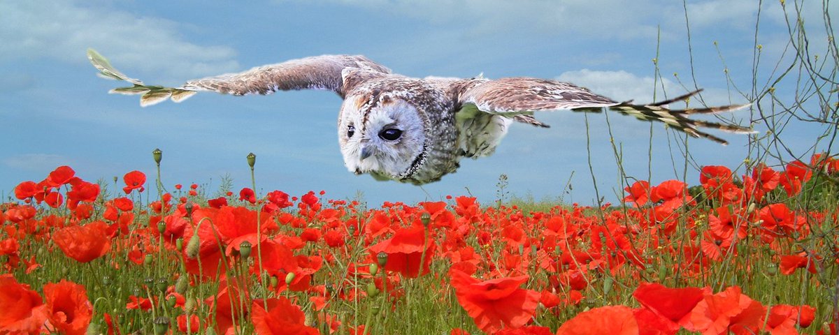BritishBirdsofPrey tweet media