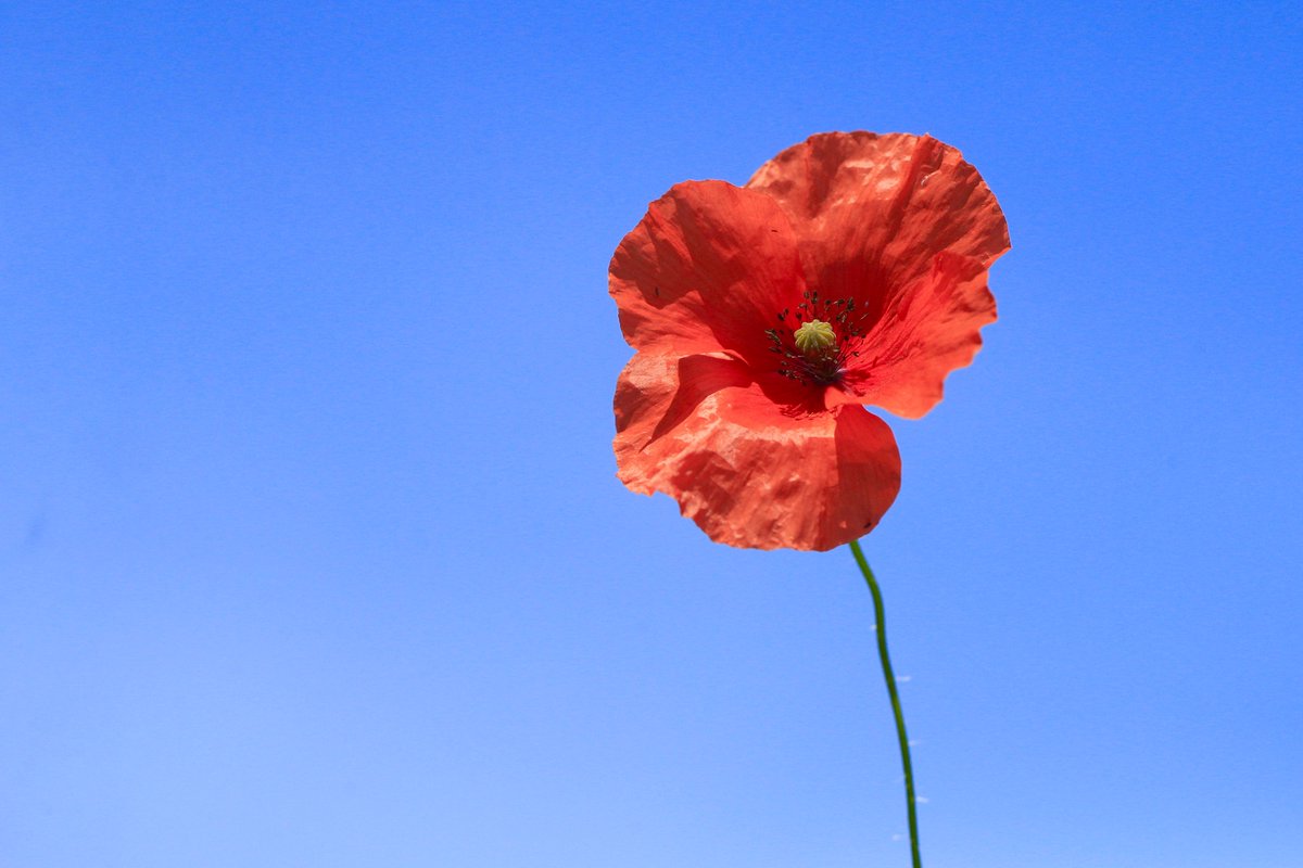 ❤️ We Will Remember Them 

#RememberanceDay2018 #LestWeForget #WeWillRememberThem