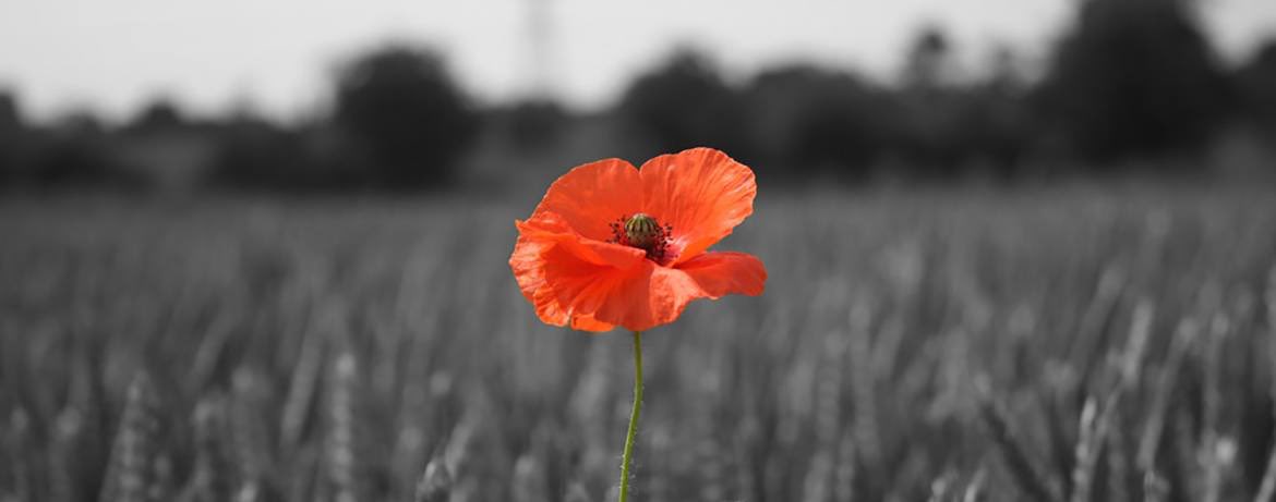 DFlemingLWTSO's tweet photo. Thank you to service men and women, past, present and future. #RememberanceDay #CanadaRemembers #RememberanceDay2018 https://t.co/2Q8KUTs38F