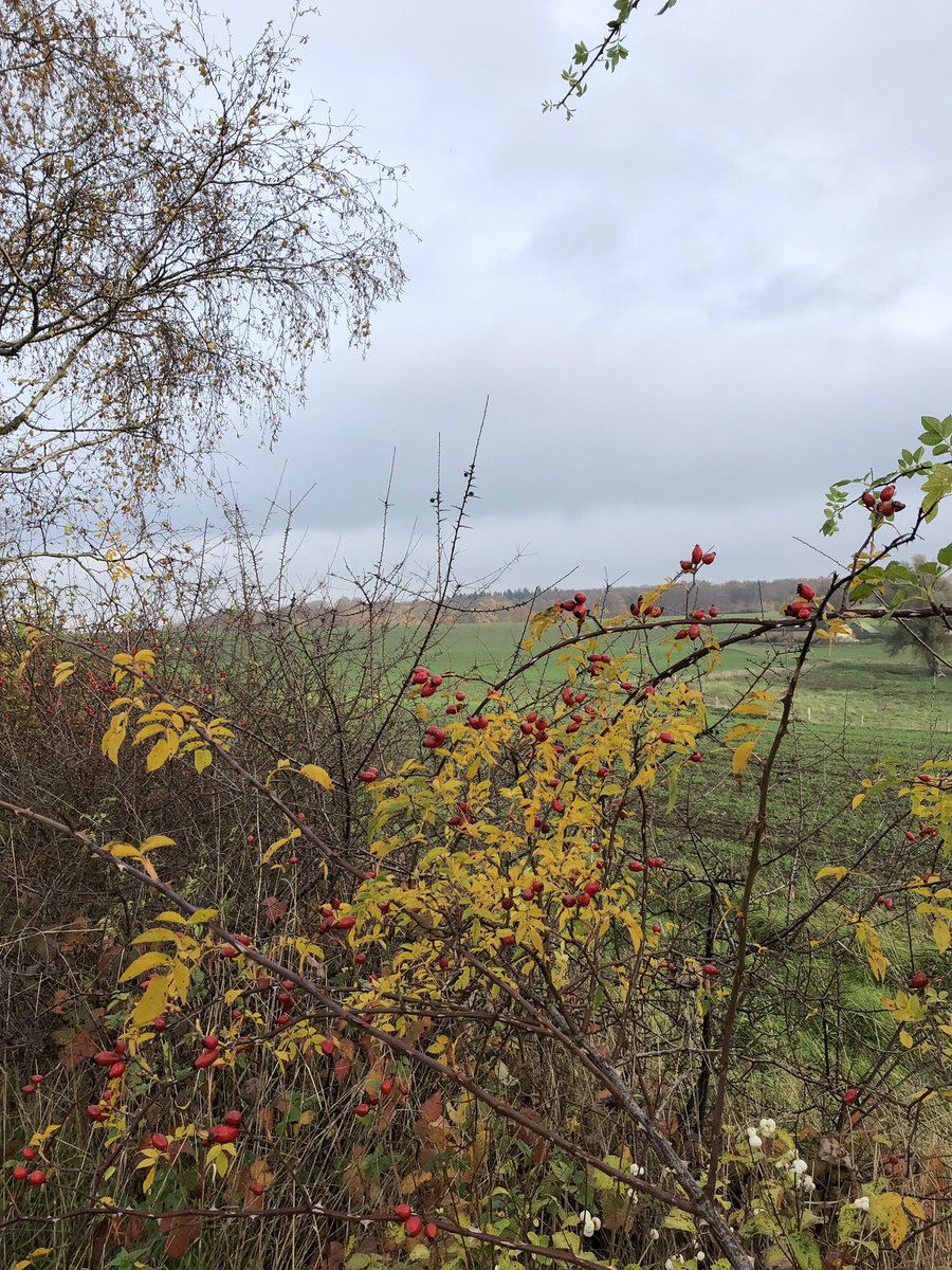 bettinakvist's tweet photo. From todays walk
#autumn #autumnleaves #SundayMorning #beautifulautumn #autumncolours #autumnisbeautiful https://t.co/Pl41mwYoln