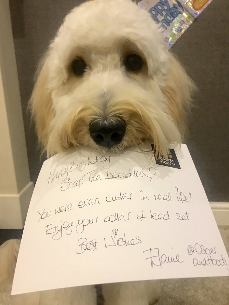 snapthedoodle's tweet photo. It’s my 1st Birthday today! 🎈🎉🐾♥️

Head over to Instagram for updates. 📸

#birthdayvibes #birthdayboy #happybirthday #snapthedoodle #dogsofinstagram #DogsofTwittter #dogsarelove #doglovers #goldendoodle #1stbirthday #dog #doggo https://t.co/1nXgAp2nwT