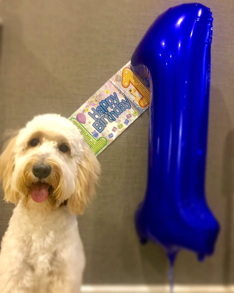 snapthedoodle's tweet photo. It’s my 1st Birthday today! 🎈🎉🐾♥️

Head over to Instagram for updates. 📸

#birthdayvibes #birthdayboy #happybirthday #snapthedoodle #dogsofinstagram #DogsofTwittter #dogsarelove #doglovers #goldendoodle #1stbirthday #dog #doggo https://t.co/1nXgAp2nwT