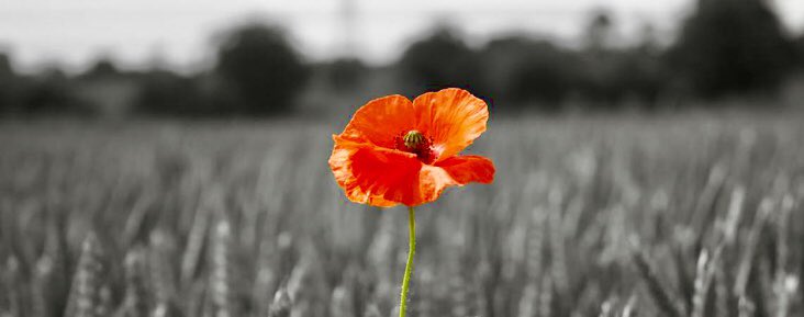 wardieguides's tweet photo. We remember #RememberanceDay2018 #RemembranceSunday2018 #WeWillRemember #lestweforget18 https://t.co/CPBgndqDOO