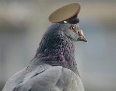bbc pigeon tweet media