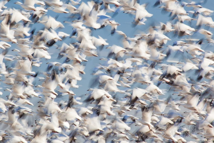 bernabephoto's tweet photo. "White Out" Snow geese taking flight, Pocosin Lakes National Wildlife Refuge, Pungo Unit, North Carolina #wildlifephotography https://t.co/SIEF5kmtRg