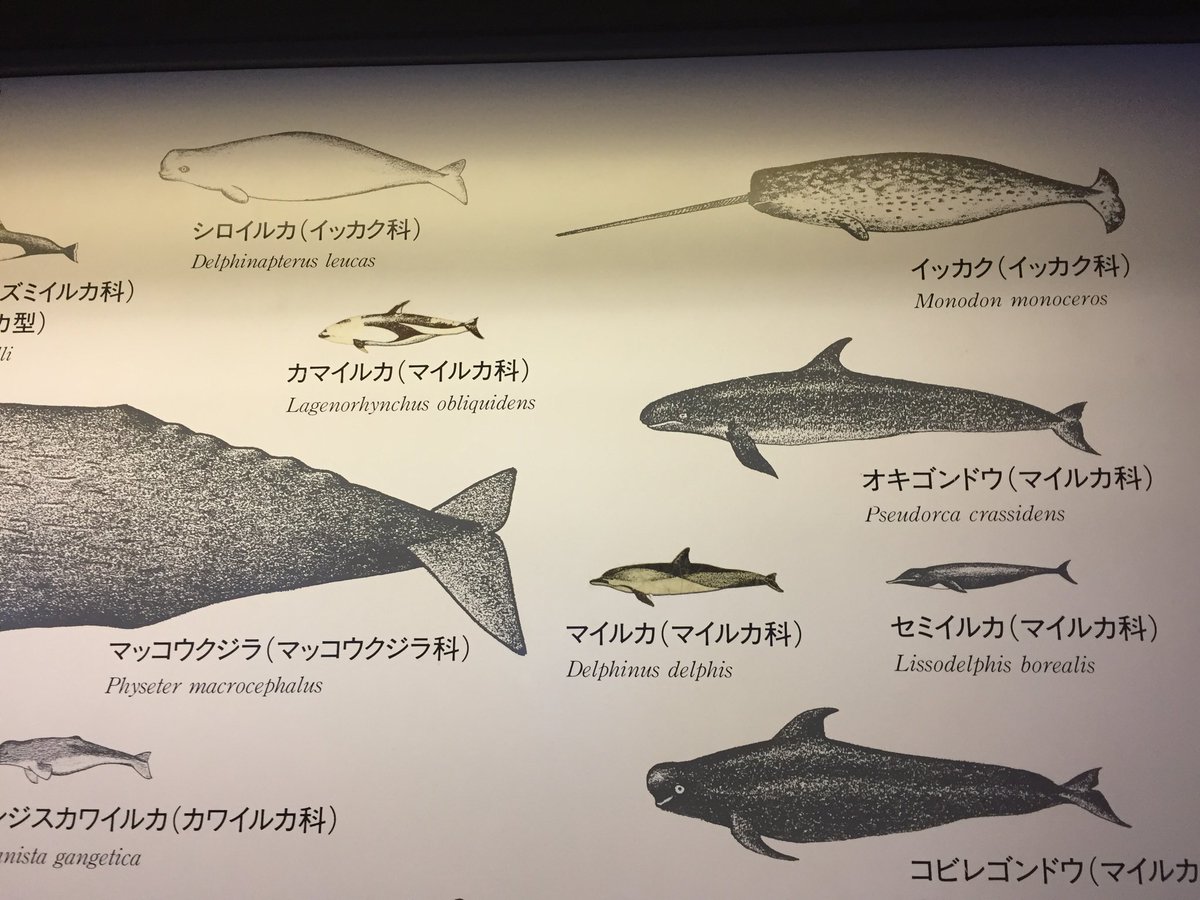 Hana イッカクのことばかり考え過ぎて 八景島シーパラダイスに行ってきた モノドントロセロス クジラの仲間として しっかり登場してた ふれあいラグーンで シロイルカのクルルと ゴンドウクジラのしずかに触らせてもらえた 幸せ きっと