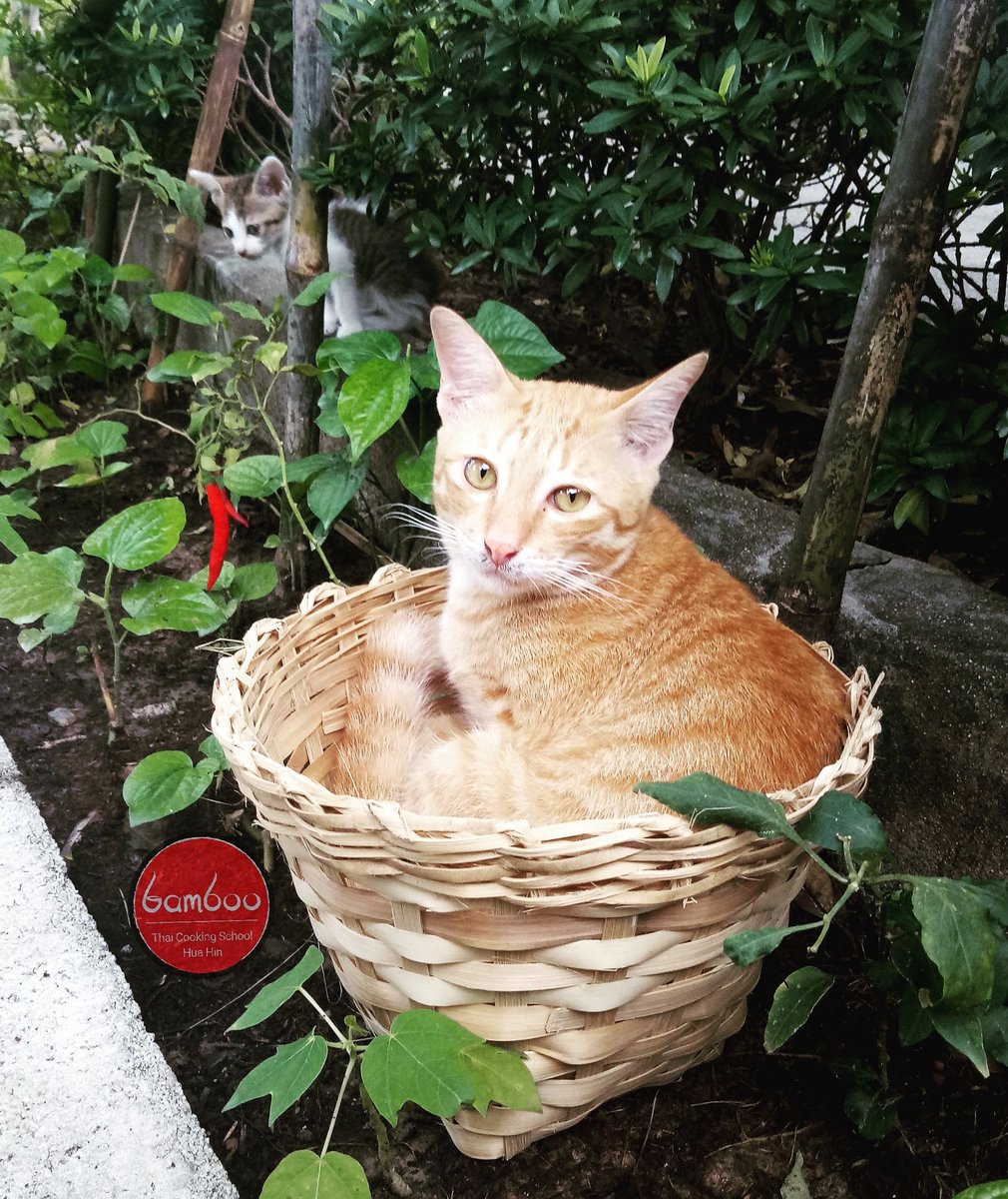 bamboo_thai's tweet photo. πIt's supposed to be dirt in the basket! Get out Garfield, we need to grow more viggies!! π
π±π±
π±
π
ππ
#kitty #kittycat #garfield #gardening #growourownfood #growyourownfood #chemicalfree #veggie #veggieslover #vegetables #huahinactivity #huahintrip #chaamcoookingclass https://t.co/GynZF73kNd