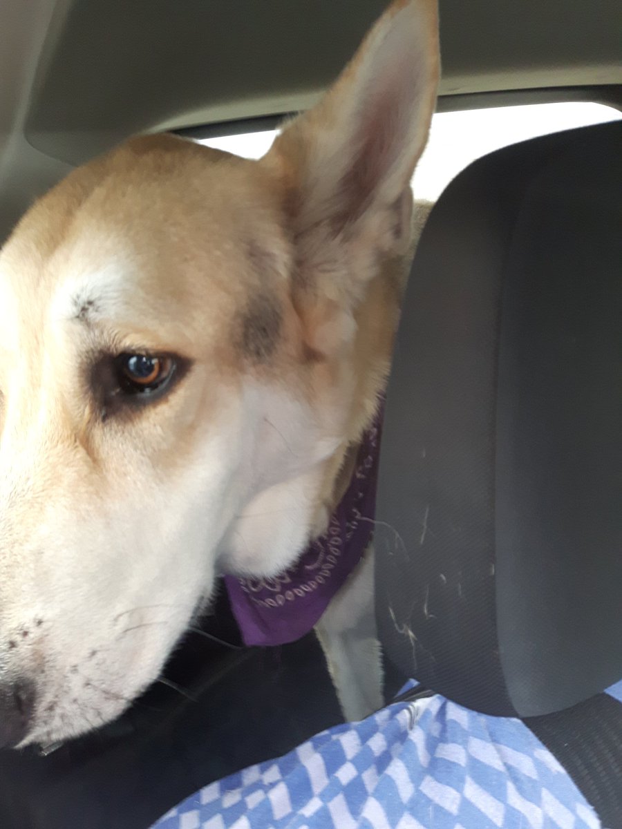 pstewart72's tweet photo. @hynes_natalie found a German Shepard wandering the highway between Hyundai and Massey Drive. Choke chain and purple bandana. Call 632-6948. @WS_GaryKean @BerniceCBC @CornerBrook @nlwestspca https://t.co/9G91qzXSHP