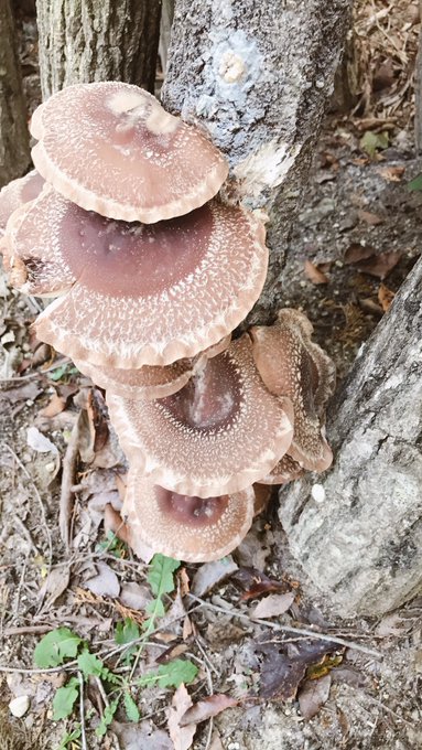 Twitterのコスプレ画像19