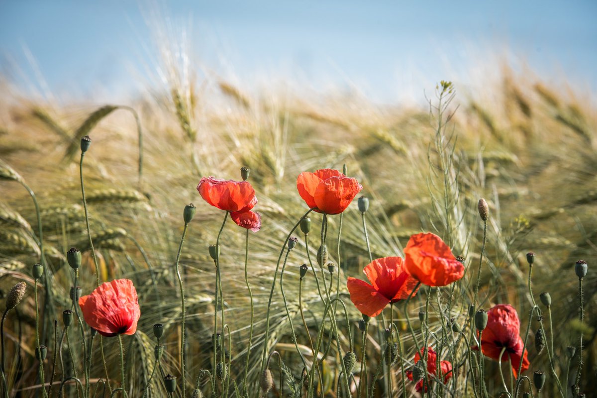 innovasium's tweet photo. Lest we forget. #CanadaRemembers https://t.co/zCFMRNGjXq
