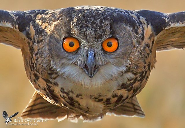 FAO Graphic Designer Students
We're now ready to offer a number of graphics projects to a local student(s) who's looking to add something special to their portfolio(s). Supports Owls, Wildlife, Community. Links to large format printing, leaflets, education, PR &amp; more. Tel: 383999
