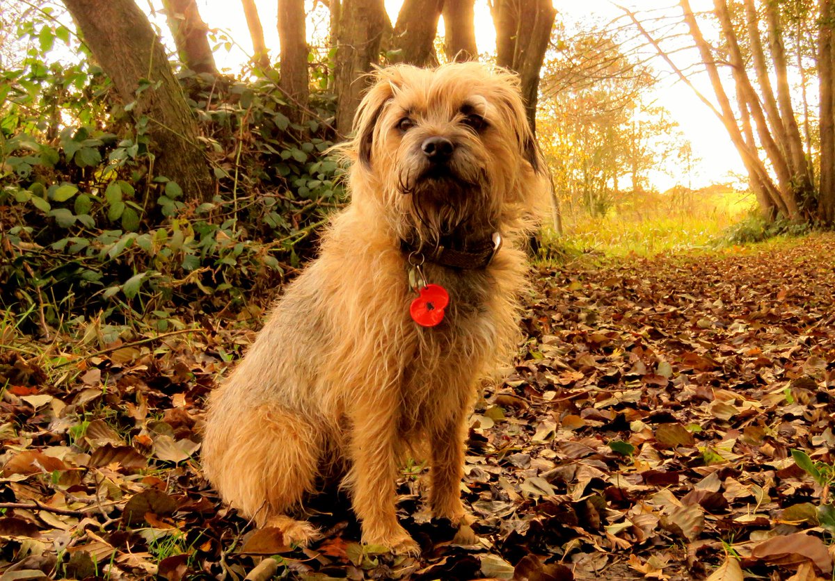 jack_border's tweet image. Coz D has been neglecting his Twitter duties for the last few mumfs I az decided to employ a secondary typist.