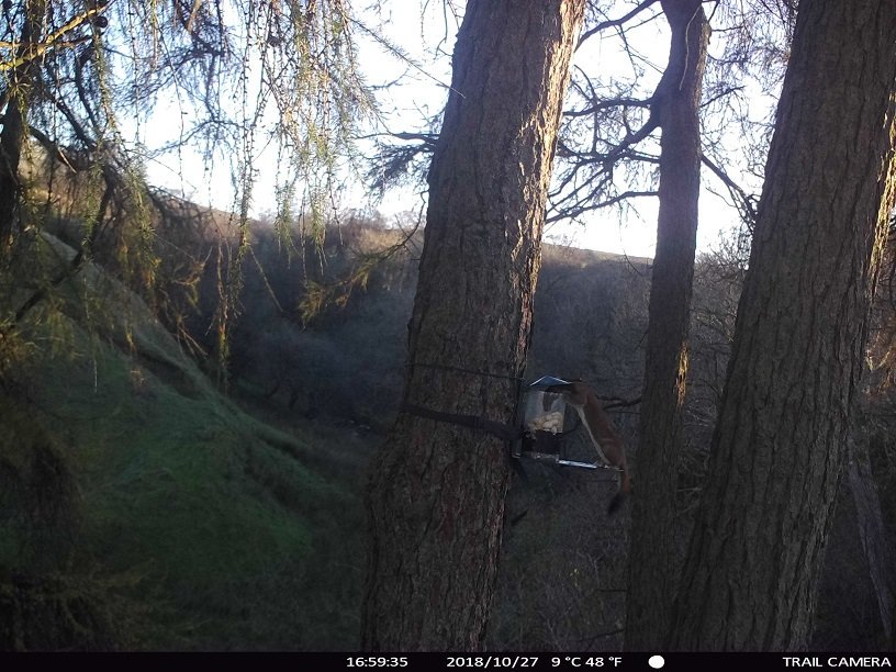 SedberghReds's tweet photo. Hold on, you're not a #redsquirrel !   #uninvitedguest #stoat https://t.co/O0pNqPr3iD