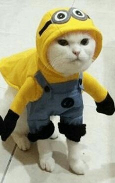 99xiumeow90's tweet photo. #xiumin #cat #meow #슈냥 #EXO

XIUnion~ https://t.co/TsoTUVSUgU