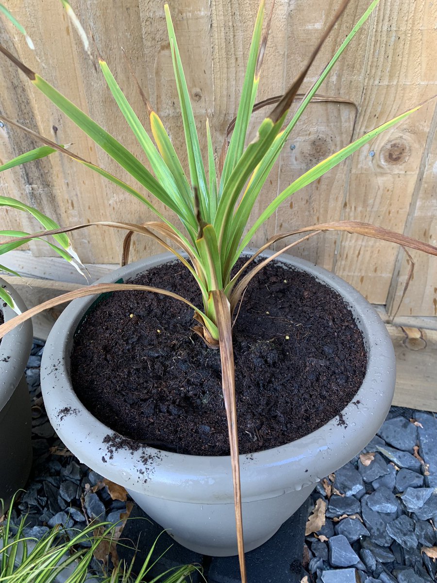 K_Pics_Editing's tweet photo. @TheMontyDon Hi Monty. Hope you’re well. I’ve only been living at my house for 6 months so finally able to Garden. I have a Cordyline that’s leaves are going a bit brown, is it anything to worry about? https://t.co/yzNqSlBRlA