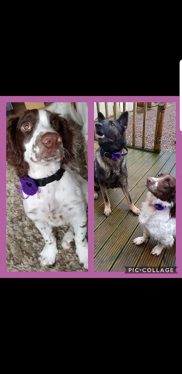 PSOSDogs's tweet image. #TPDRocky #PDBuck and #PDMac proudly wearing their @MA_PurplePoppy  Purple poppy💜💜 #WeWillRememberThem #AnimalsinWar #PurplePoppy 🐾🐶