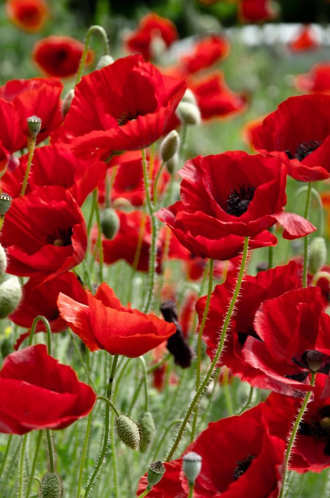 events_2000's tweet photo. For the fallen
for the forgotten
for the lost
for our brave unsung heroes no one knows about

For my brothers in arms
For my brother Andrew of whom I miss so much 

Whoever saves one life, saves the world entire.
מי שמציל חיים אחד מציל את העולם כולו https://t.co/jwBOpLpBB4