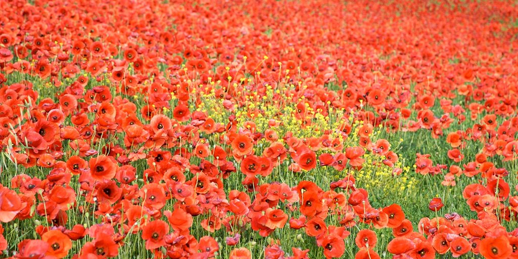 Happy Veterans Day to those in the US, and Happy Remembrance Day to those in Canada and the UK! #veteransday #veteransday2018 #remembranceday