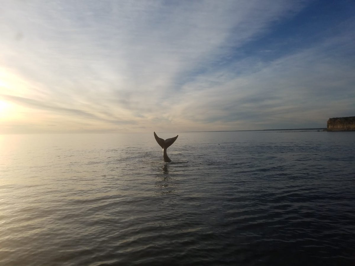 Sobran las palabras.
📷 Miguel Bottazzi
#avistaje #whalewatch #NaturalezaSinLímites #Chubut #Península #Patagonia #SouthernRightWhale  #momentopirámides #turismo #viajes #Argentina #captionthis