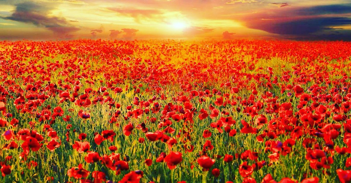 In Flanders fields the poppies blow Between the crosses, row on row,
That mark our place; and in the sky
The larks, still bravely singing, fly 
Scarce heard amid the guns below. #RemembranceDay2018 #ArmisticeDay100