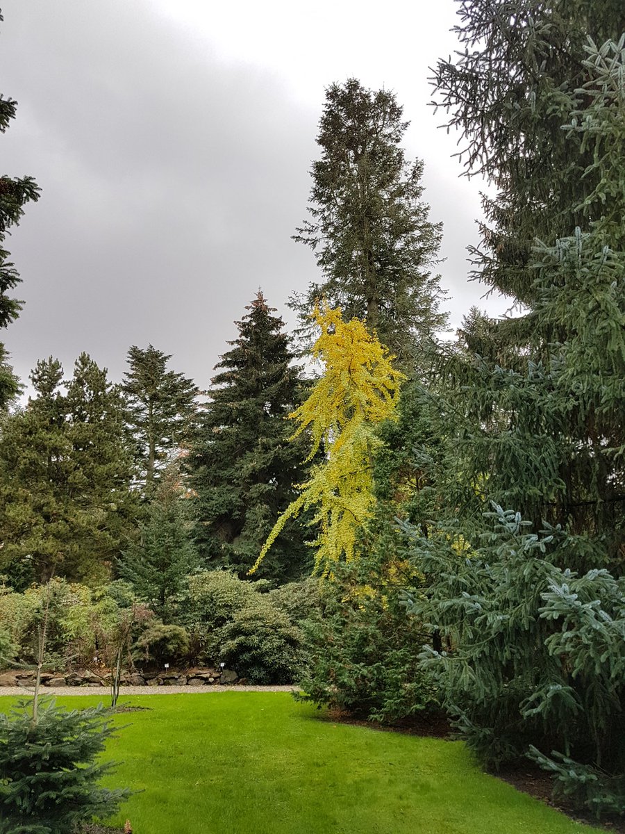 EssiALaine's tweet photo. Zondagwandeling in de pinetum Blijdenstein in kader van cursus van NDV Nederlandse dendrologische vereniging #herfst https://t.co/57ofwWI5Oq