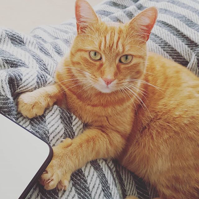 My code review buddy this weekend... The best neighbour we've ever had too. .
.
#codereview #cat #feline #stressrelief #coding #orangetabby #goodneighbors ift.tt/2PmsRkt