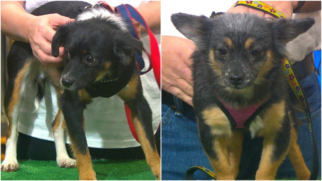 little paws dachshund rescue