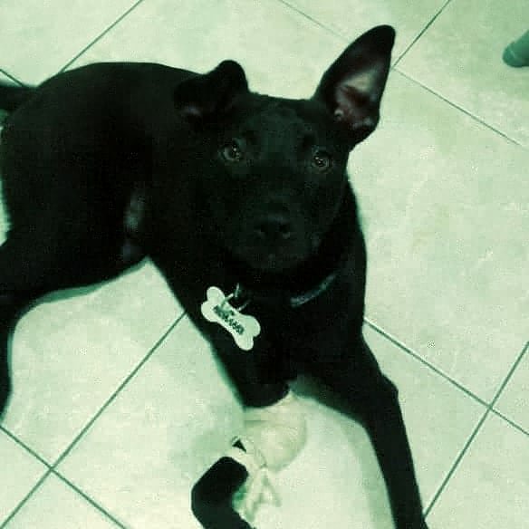 PPucko's tweet photo. Lunita 💗lamentablemente hay que amputar su patita!. Ayer fue  al traumatólogo después de varias consultas al vete y placas .No tiene sensibilidad . Estuvo quebrada más de tres meses sin atención sin un calmante hasta que pudimos rescatarla de la indiferencia💗1136093838 paula https://t.co/7K5IM5ocp5
