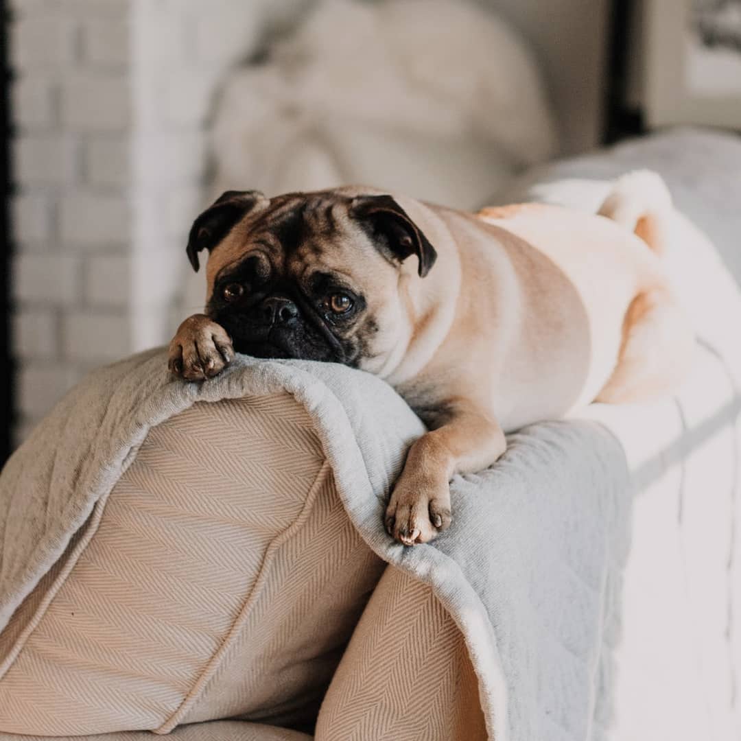CharmingShopUK's tweet photo. That weekend feeling.

#ThatCharmingShop #weekend #pug #pugs #chill #relax #dogsoftwitter https://t.co/QNZmUx1CmT