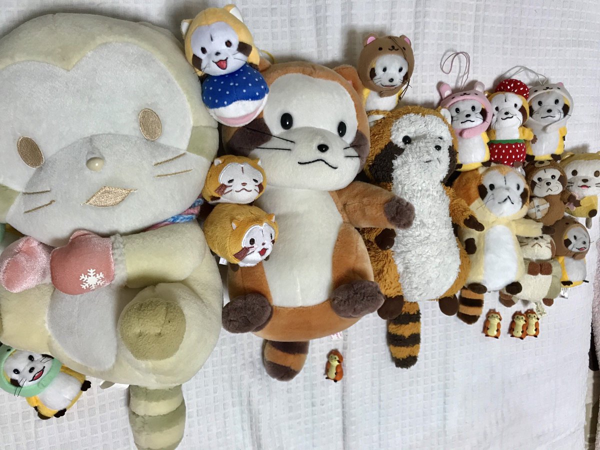 rrascal05's tweet image. 滑り込み！！
最後に一緒に寝ている子たち💓
#ラスカル 
#ラスカルしっぽの日