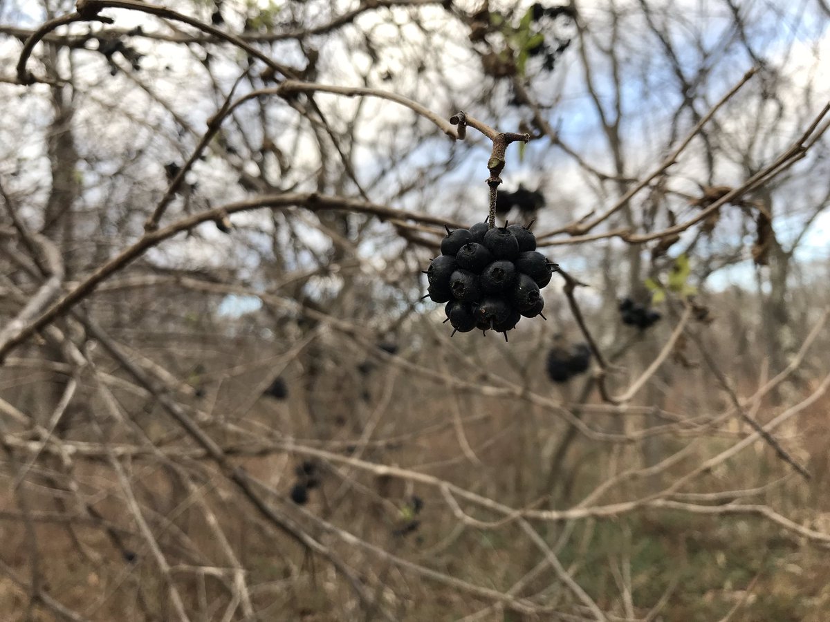 Yoishinrin's tweet photo. #shinrinyoku #forestbathing #foresttherapy #relaxation  #rowtheboat #awesome #yoga #mtb #trekking  #natural #meditation #brainrefresh #sleepwell #hokkaido
#snowshoe #skishoe #crosscountryski #xcski #nature
Gifted wild nature!
Just feel it! https://t.co/kqOlyvhe3q