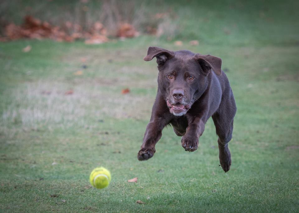 Nigel Kirby Photography (@nigekirby) on Twitter photo Yogi “takes off” chasing his ball at <a href="/tatton_park/">Tatton Park</a> <a href="/DogfestUK/">DogFest</a> <a href="/DogsInTheNews/">🐩Dogs in the News</a> #dog #dogphotography #photography # Yogi “takes off” chasing his ball at <a href="/tatton_park/">Tatton Park</a> <a href="/DogfestUK/">DogFest</a> <a href="/DogsInTheNews/">🐩Dogs in the News</a> #dog #dogphotography #photography #