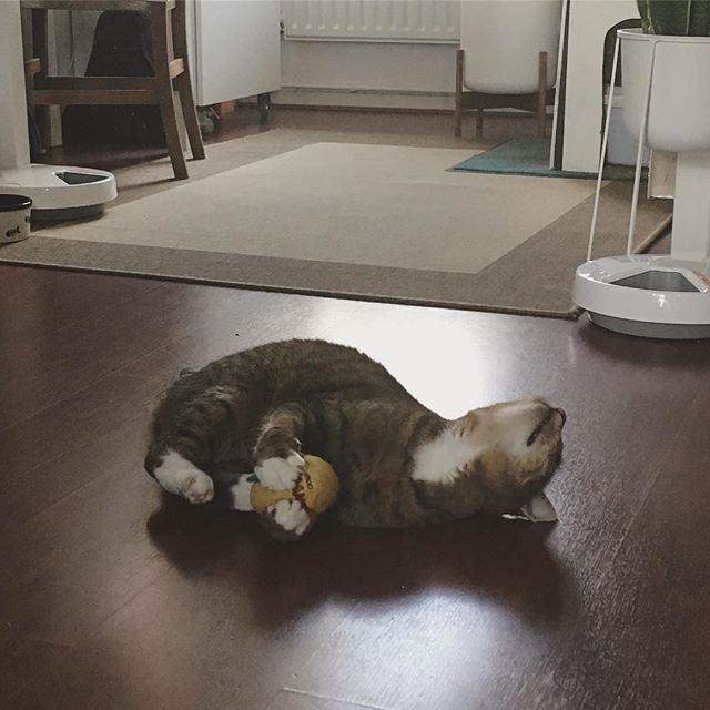bubblejam's tweet image. When you give a cat a 🍋... #soinlove #catnipaddict #yeowwwcatnip #yeowww #OJpoezen