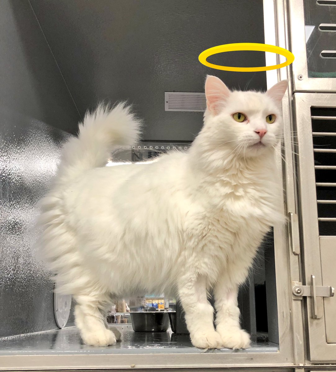 ❤️Angel is in need of a comfy place to call home. Come by the store today to meet her and see if she’s your match! Angel is a 10 yr old domestic medium hair cat who loves people. ❤️
#nationaladoptionweekend #PicMe #angel #Cat #Brampton