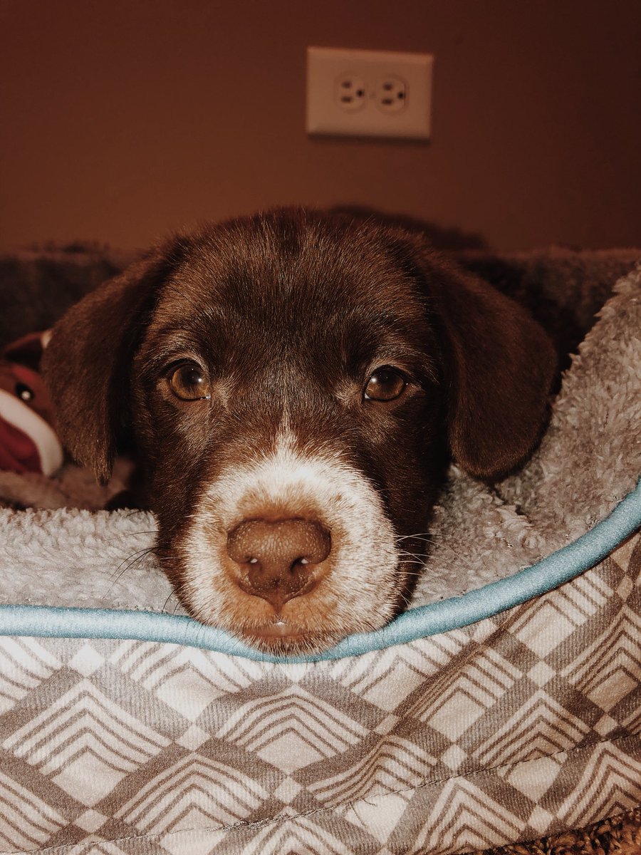 jackhos9's tweet photo. Nora baby🐶 https://t.co/4iRFD9c2j7