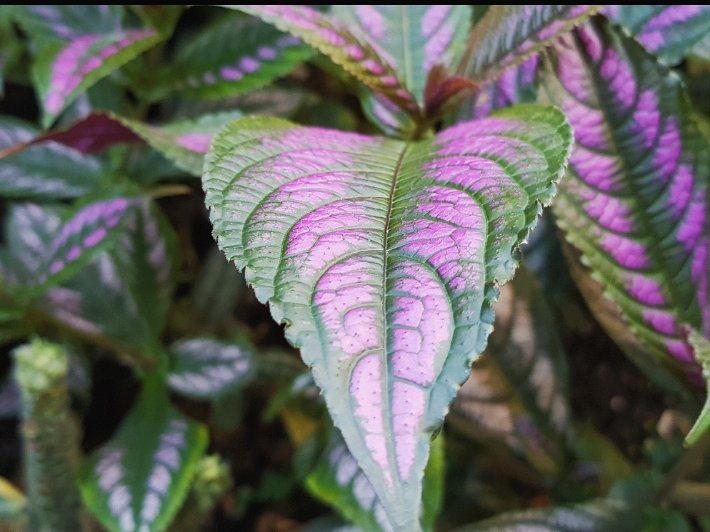 Three Of A Hundred
Strobilanthes dyeriana belonging to the family Acanthaceae. This is a tropical plant native to Myanmar. I love the metallic purple lines coming from the central foliage.
@TheBotanics
#rbgehort
#plantchallenge