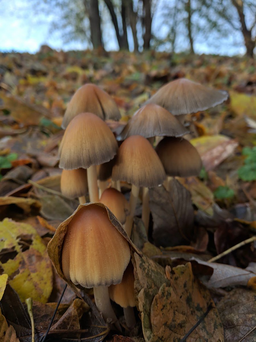 All-y All-y All Come Free!!!
.
#HideAndSeek #coprinopsis #shrooms #creative #mushrooms🍄#mushroom #mushroomsociety #inkycap #getoutside #mushroomhunters #fungi  #naturephotography #naturephotography #naturalworld #naturalist #mycelium #spores #mycophile #nature_lovers #mycology