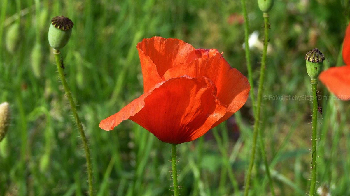 StefanZimmer4's tweet photo. The call for peace should be eternal
#lestweforget #lestweforget🌹 #lestweforget2018
#poppy #nature #naturephotography #flora #outdoor https://t.co/ZIUj9JV7JZ