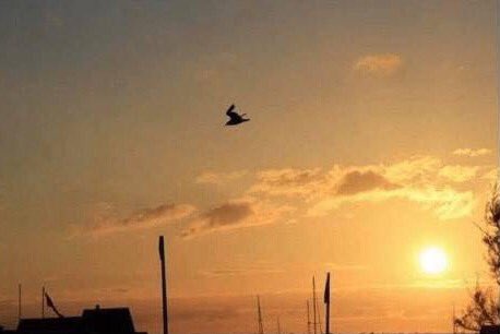 Psych_Review's tweet image. You can tell me all you want that this is a picture of a bird flying, but I still think it&apos;s a rabbit on skis in the middle of an amazing jump. Good luck my wild little bunny friend! 🐇 #TopDownProcessing