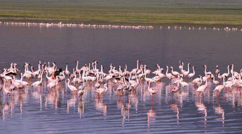 #flamingos #flockofflamingos are back in #Larnaca #CYPRUS from Now to #April2019 do not miss this beautiful #scenery when visiting CYPRUS, a couple of kilometres from #larnacaairport #tourism #cyprustourism #visitflamingos