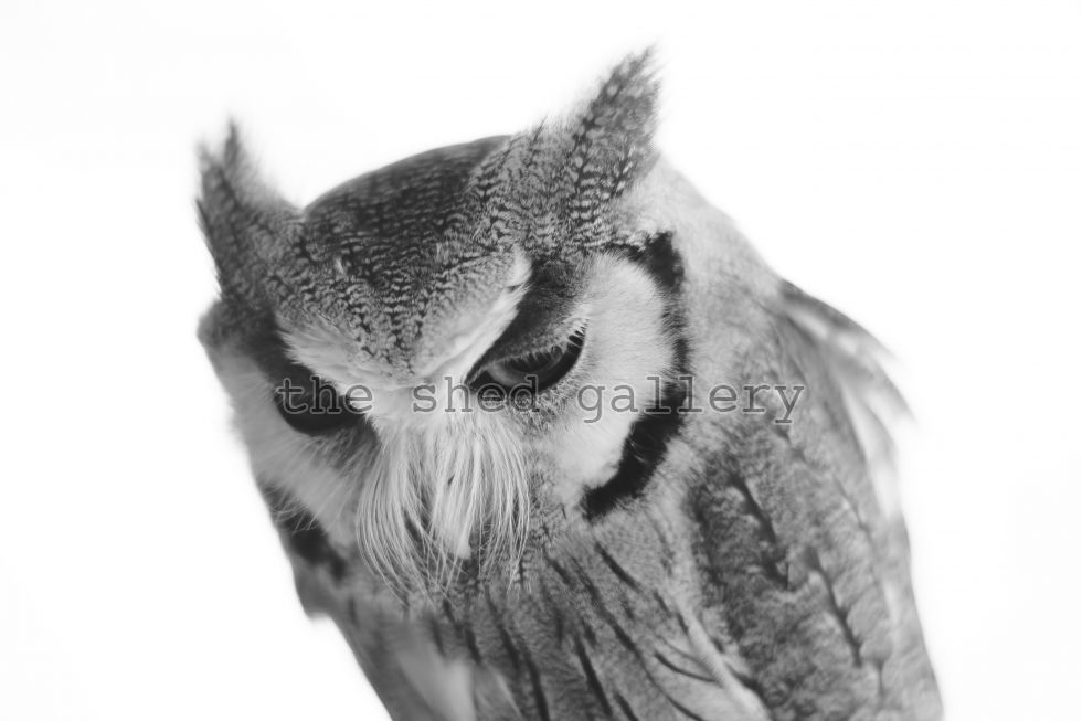 Some owls I met a couple weeks ago #owls #birdsofprey @tauruscrafts #europeaneagleowl #commonscopsowl #blackandwhitephotography #sony #photography @shedphotography
theshedgallery.com/exhibitor/gina…