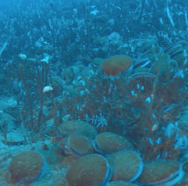 LegaSea_NZ's tweet photo. Scallops in Antarctica - who knew? A place worth protecting. https://t.co/J6se73HUEY https://t.co/UwGwTUwGLw