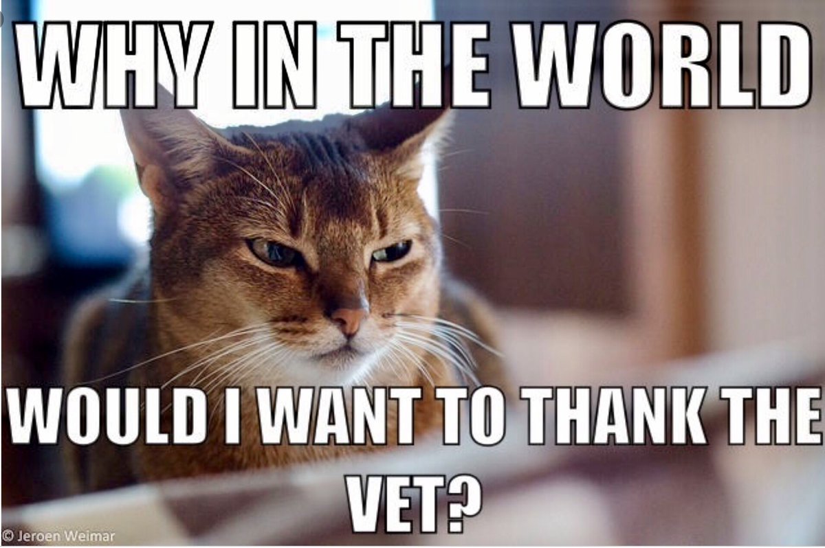 To all the veterans past, present and future men, women and dogs ... THANK YOU 🙏🇺🇸