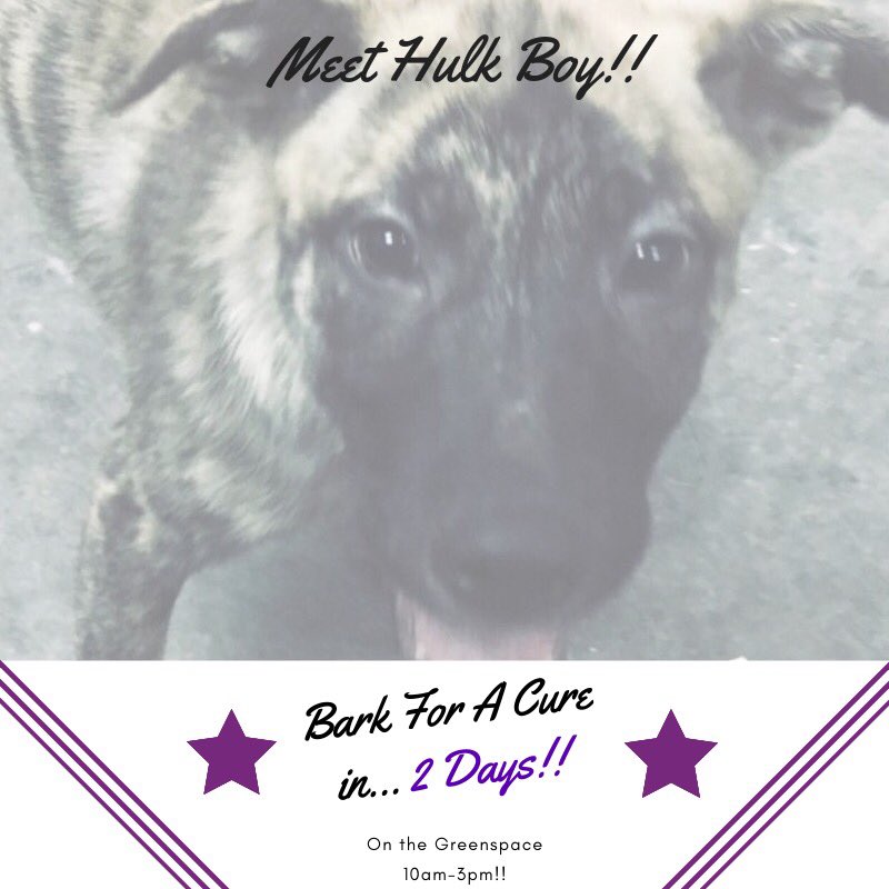 Did someone say puppies? That’s right meet Hulk Boy! He’s one of the few puppies that will be at Bark For A Cure! We are so close only 2 days!💜