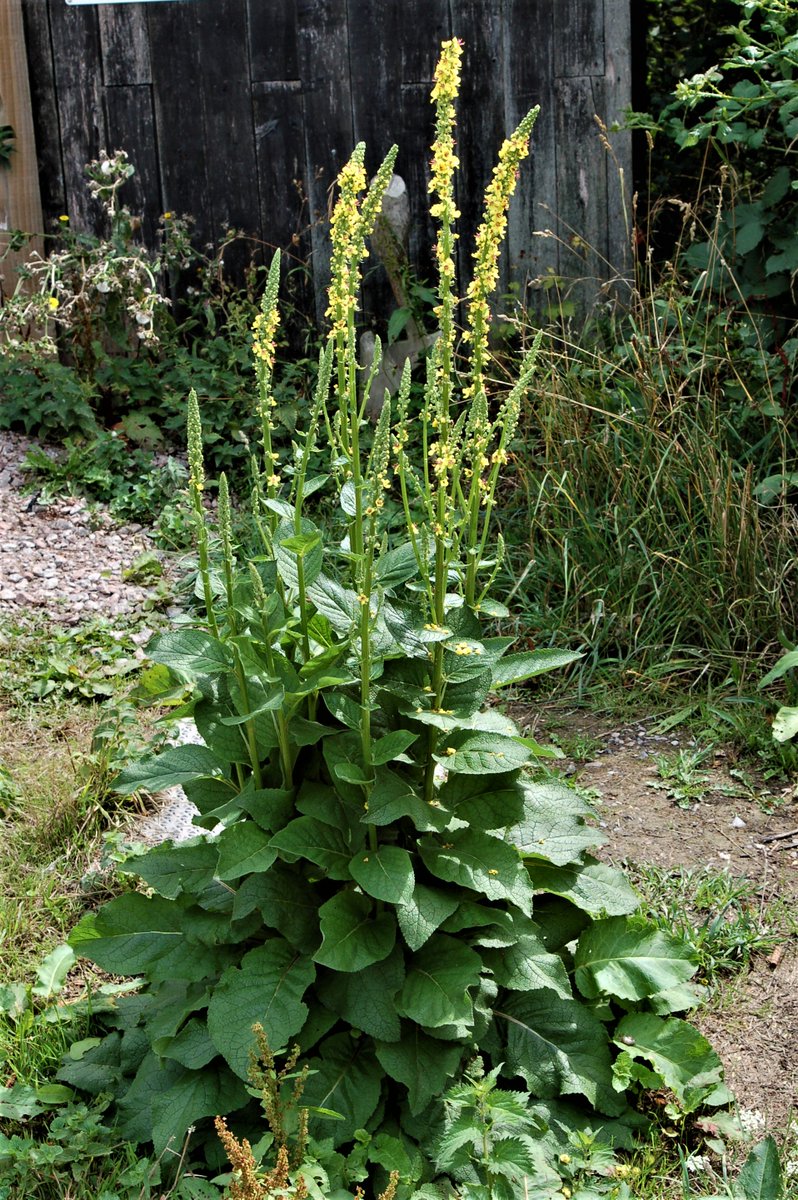 #wildflowerhour #thewinter10
A start to my winter10
1 Black Nightshade (Solanum nigrum) Thrapston  2 Dark Mullein (Verbascum nigrum) Roadside verge