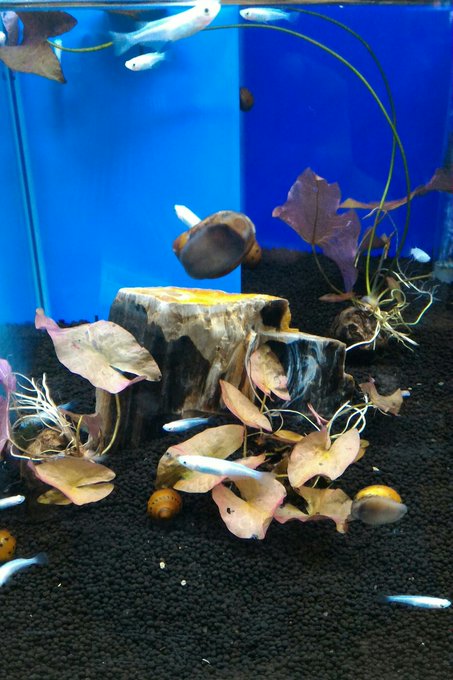 メダカ水槽のレイアウトを簡単おしゃれに 初心者でもできるテク 讃岐うどんを食べつくす 香川県民つばきのブログ